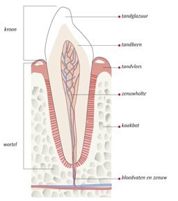 Tanddoorsnede